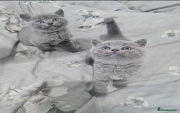 British Shorthair cats for sale: British Shorthair Kittens  - Image 1