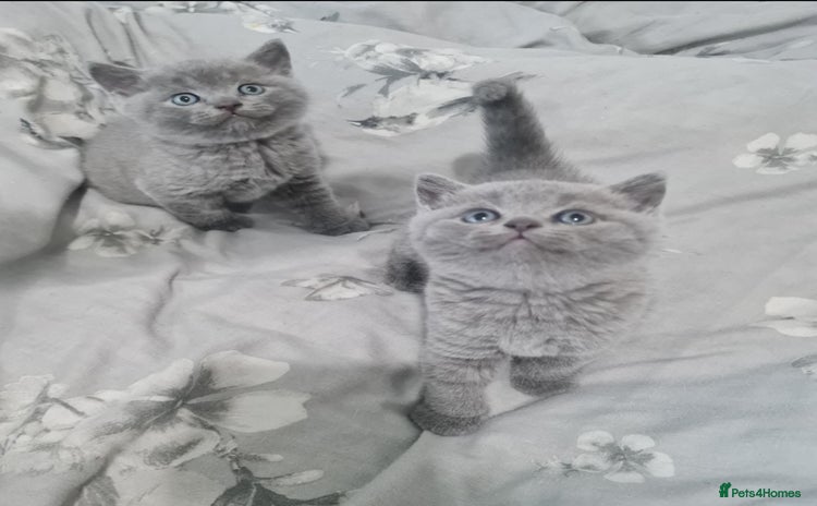 British Shorthair cats - Advert 10