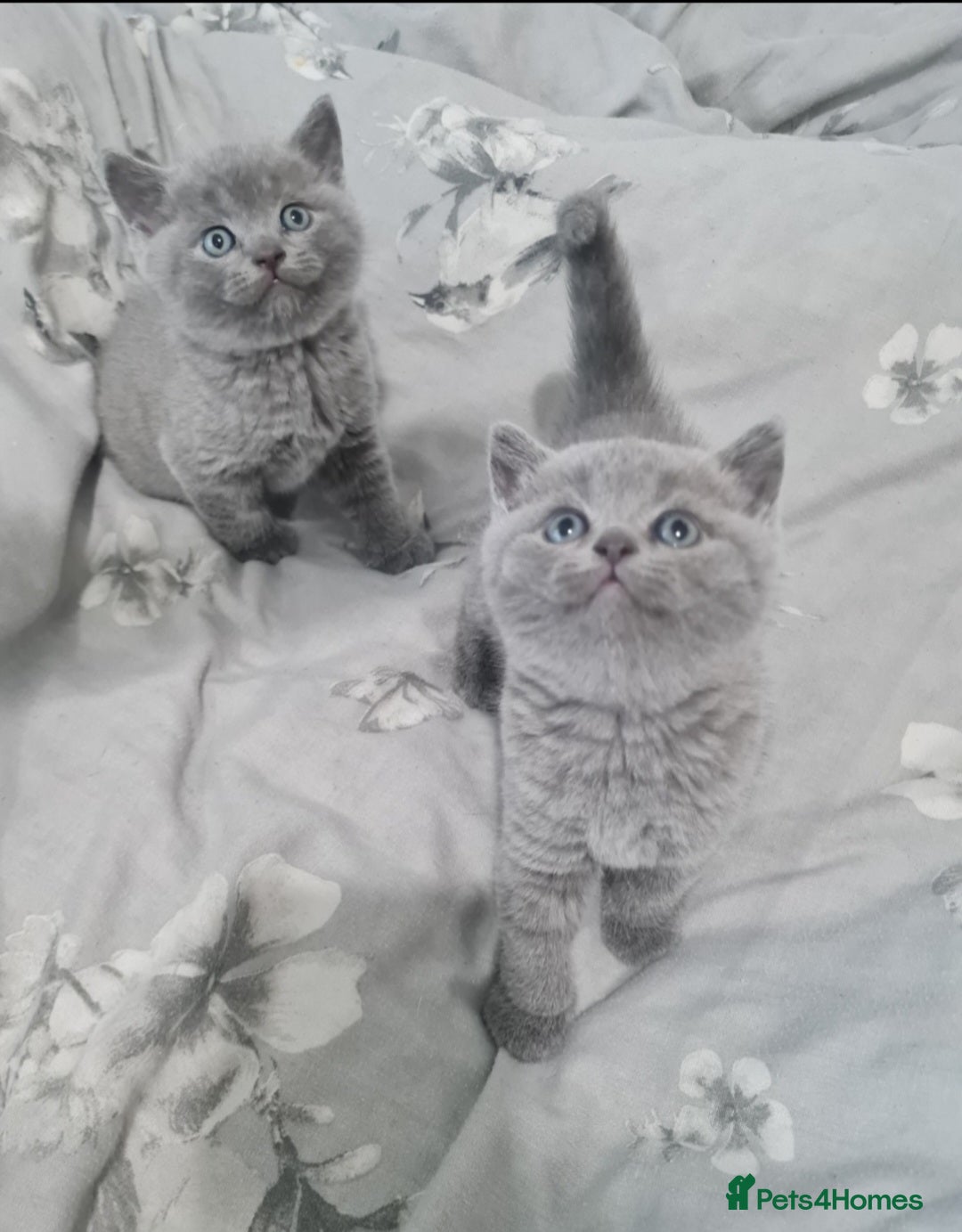 British Shorthair cats for sale: British Shorthair Kittens  - Image 1