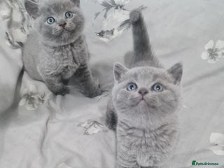 British Shorthair cats - Advert 18
