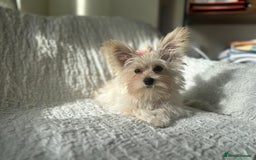 Yorkshire Terrier dogs for sale: Adorable Golddust Yorkshire Terrier Puppy! - Image 16