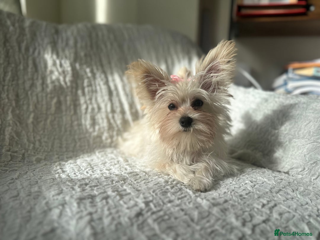 Yorkshire Terrier dogs for sale: Adorable Golddust Yorkshire Terrier Puppy! - Image 16