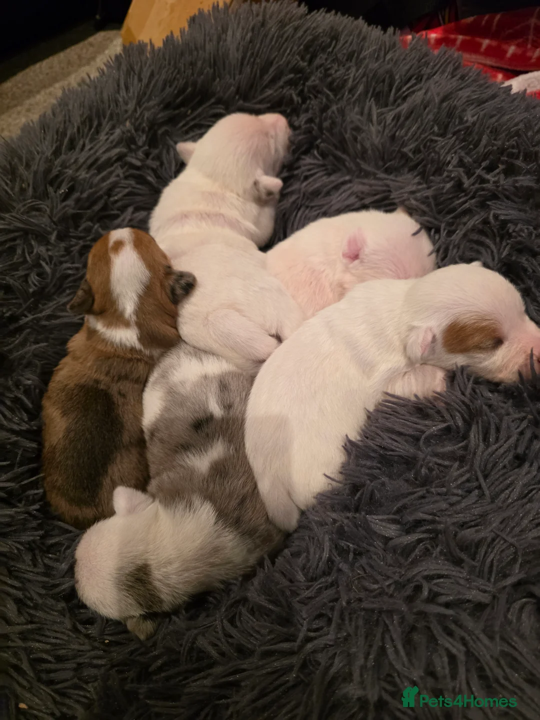 Jack Russell dogs for sale: Miniature Jack Russell Babies  - Advert 2