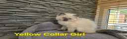 Ragdoll cats for sale: Beautiful Ragdoll kittens - Advert 6