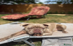 French Bulldog dogs for sale: Full Isabella loving French bulldog - Image 5