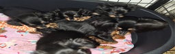 Russian Toy Terrier dogs for sale: Gorgeous boy puppy  - Advert 4