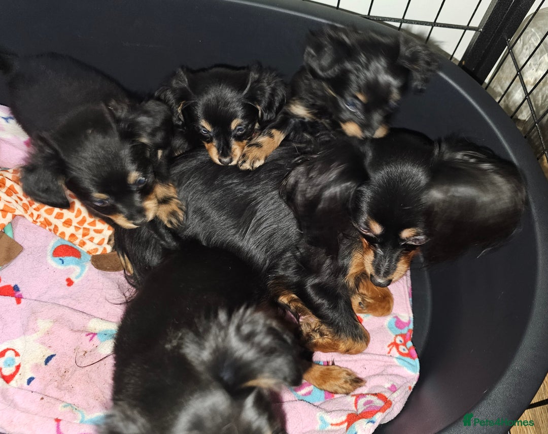 Russian Toy Terrier dogs for sale: Gorgeous boy puppy  - Advert 4