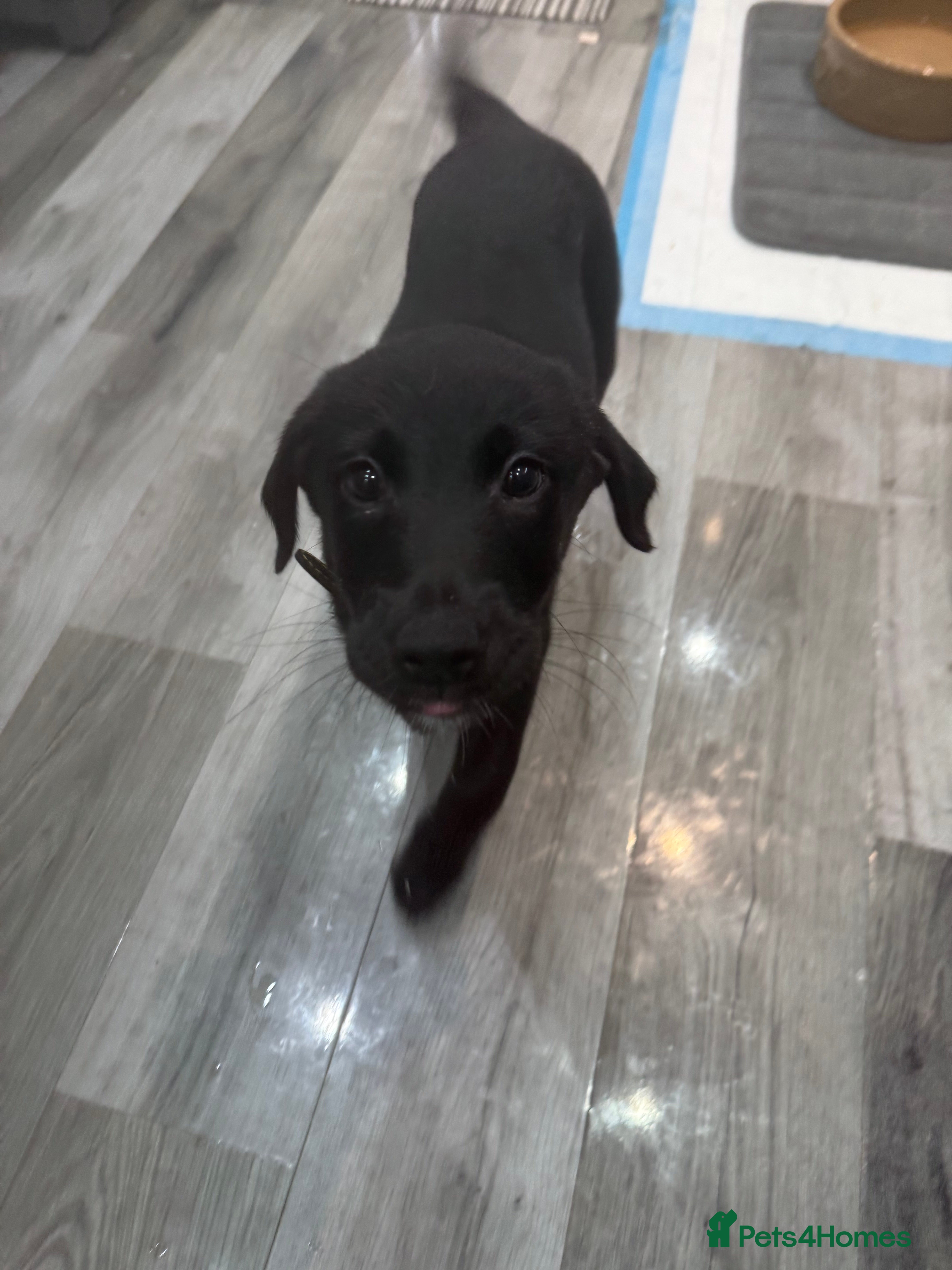 Borador dogs Last Male 🐶 Perfect addition to any family 🐶🐾 - Advert 10