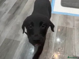 Borador dogs Last Male 🐶 Perfect addition to any family 🐶🐾 - Advert 10