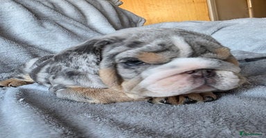 English Bulldog dogs - Advert 3