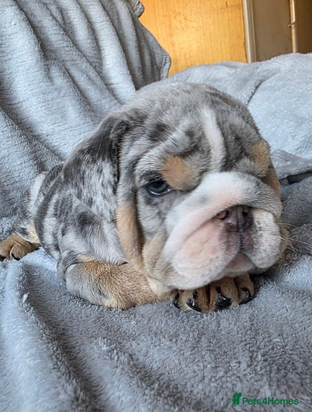 English Bulldog dogs for sale: 3 English bulldog boys  - Image 5