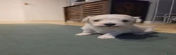 Mixed Breed dogs for sale: Bichon Maltese Puppies  - Advert 6