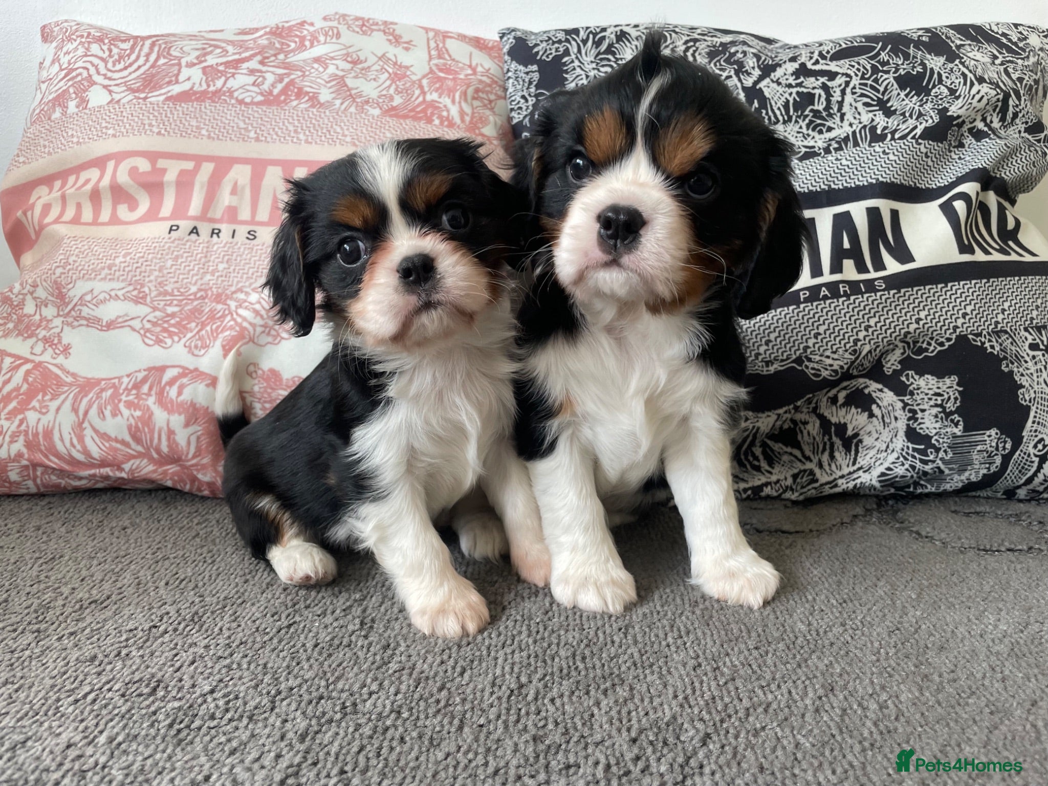 Cavalier King Charles Spaniel dogs Chocolate carrying Cavalire King Charles spaniels  - Advert 1