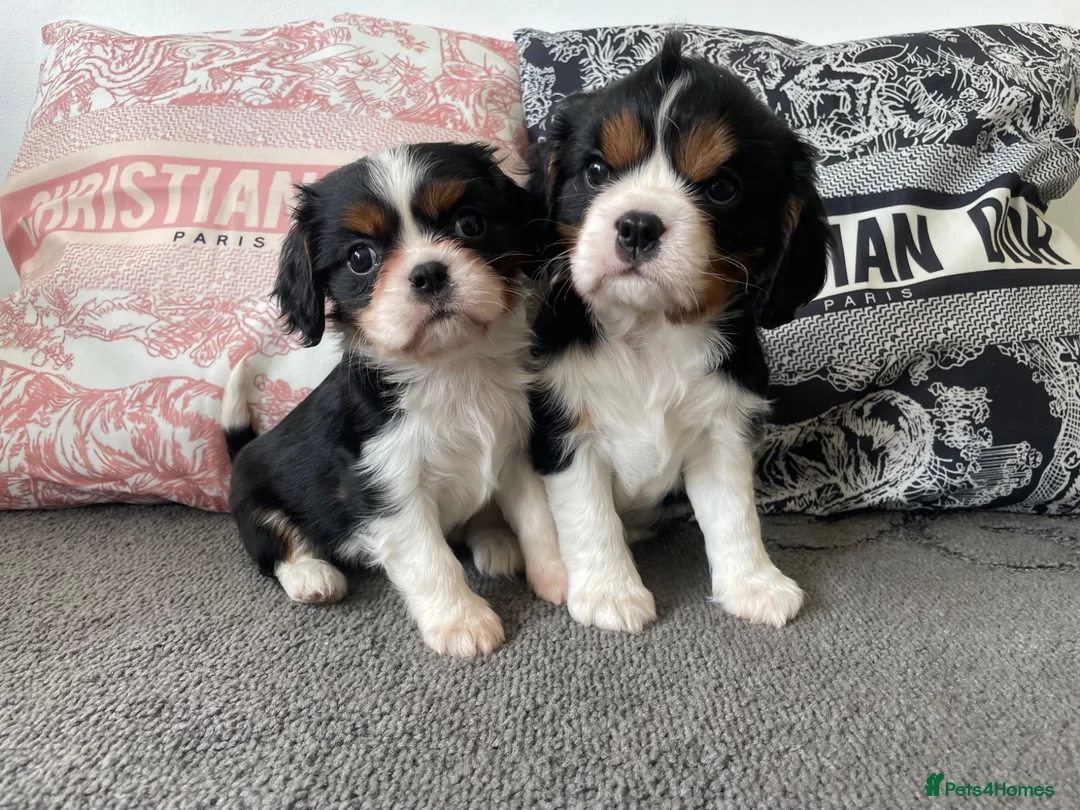 Cavalier King Charles Spaniel dogs for sale: Chocolate carrying Cavalire King Charles spaniels  - Advert 1