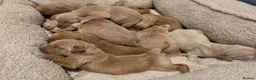 Golden Retriever dogs for sale: Golden retriever champion bloodline puppies. - Advert 31