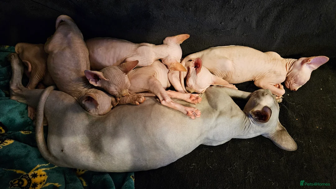 Sphynx cats for sale: Sphynx kittens for sale - Advert 12