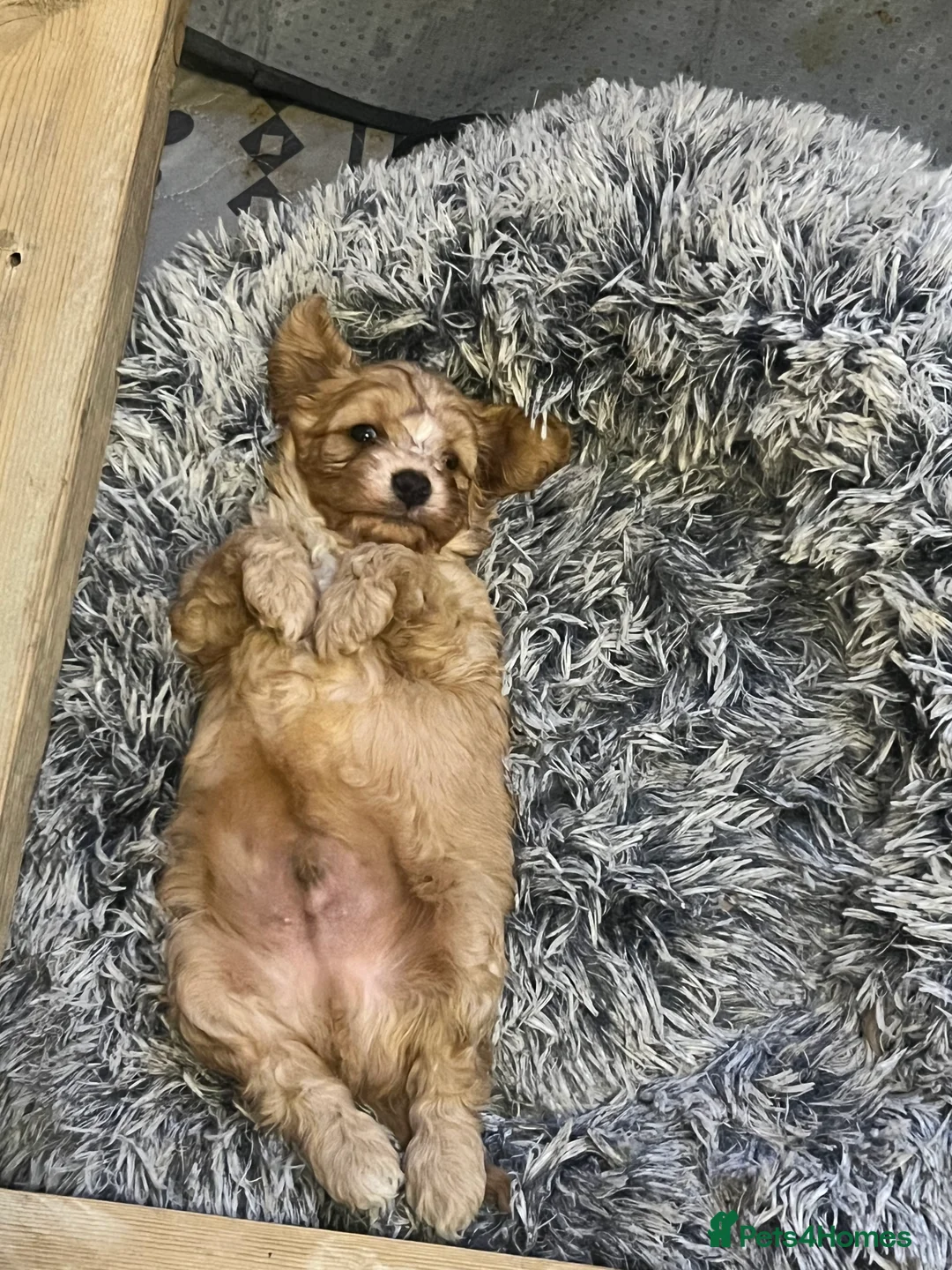 Cavapoo dogs for sale: One Gorgeous Apricot Cavapoo Boy  - Advert 9