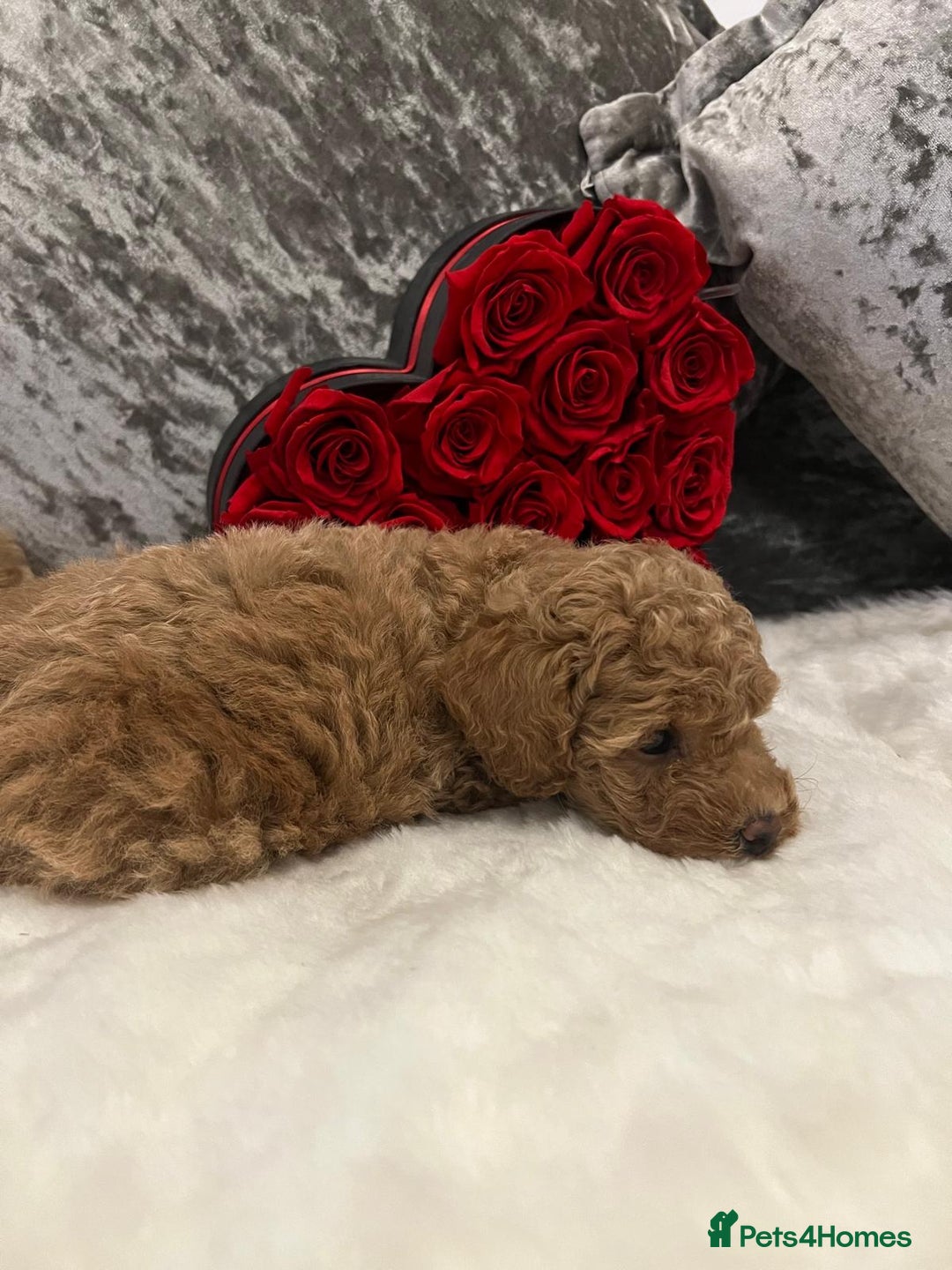 Cavapoo dogs for sale: Mixed litter ofBeautiful cavapoo  - Advert 10