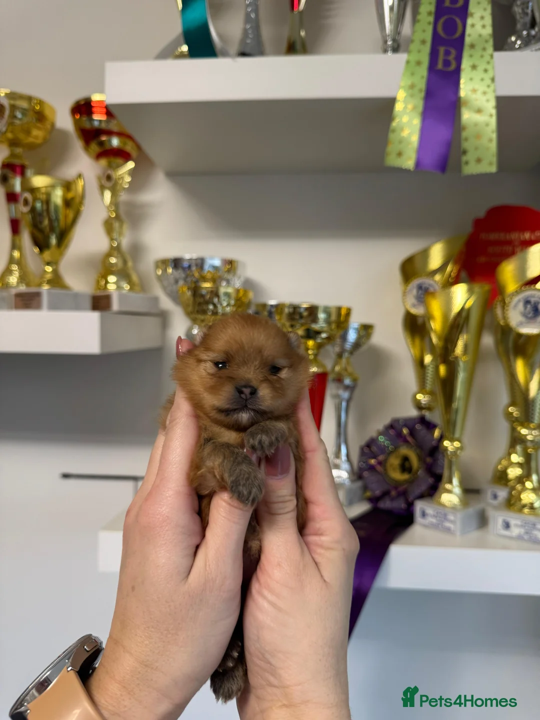 Pomeranian dogs for sale: ♥️ Adorable Pomeranian Puppies ♥️ - Advert 7