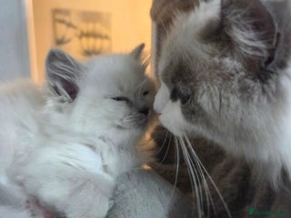 Ragdoll cats REGISTERED PEDIGREE RAGDOLL KITTENS BLUE - Advert 4