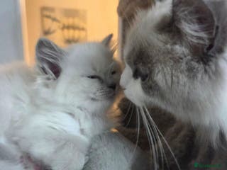 Ragdoll cats REGISTERED PEDIGREE RAGDOLL KITTENS BLUE - Advert 12