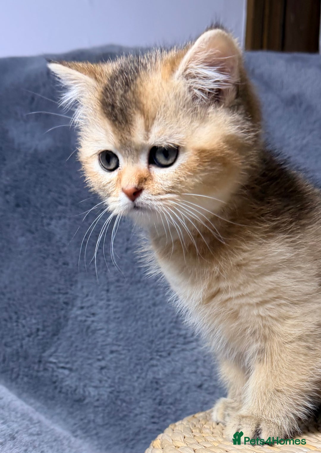 Scottish Fold cats for sale: Rare Black Gold Scottish Fold Kittens - Advert 17
