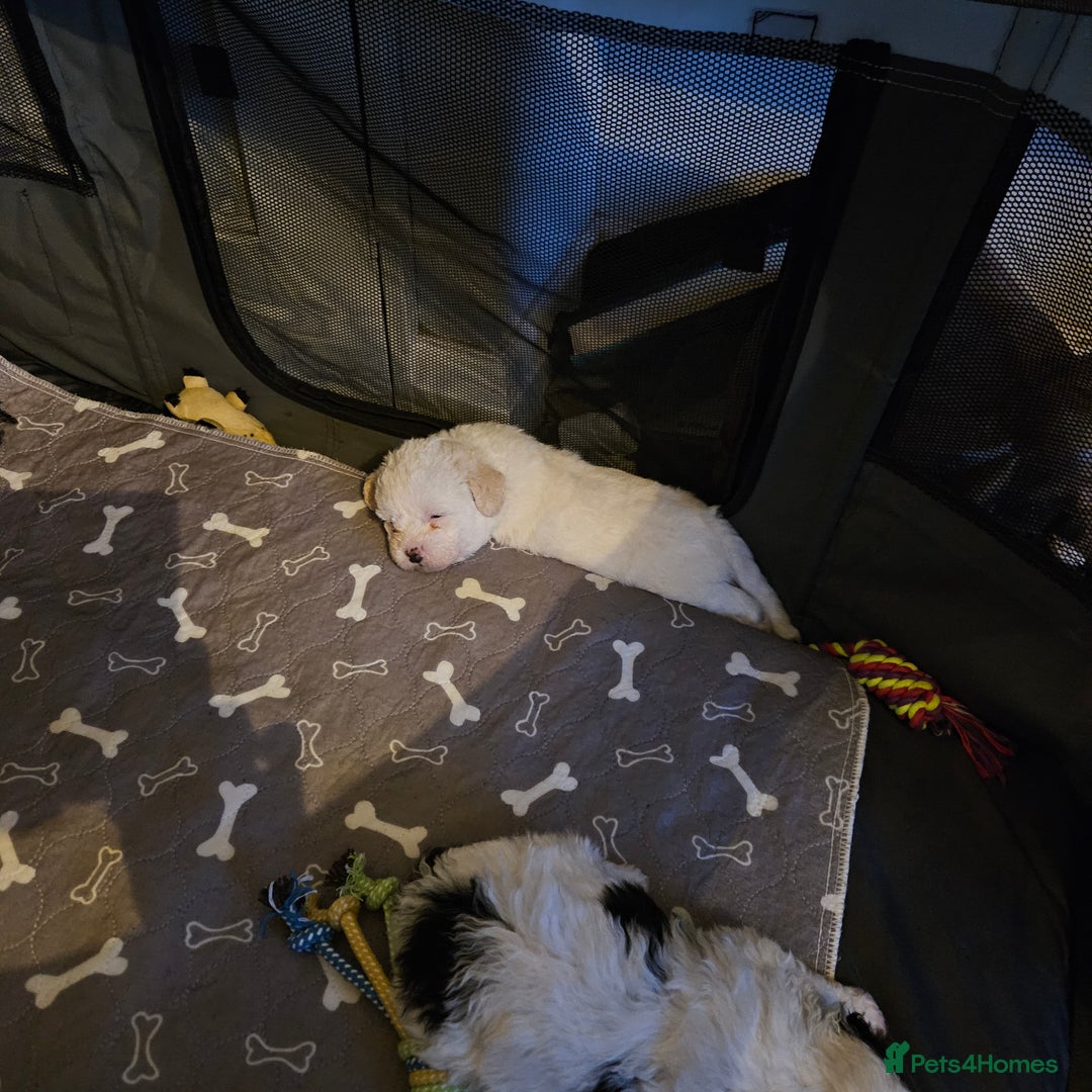 Shihpoo dogs for sale: Shihpoo puppies in Devon ... we've arrived!  - Image 28