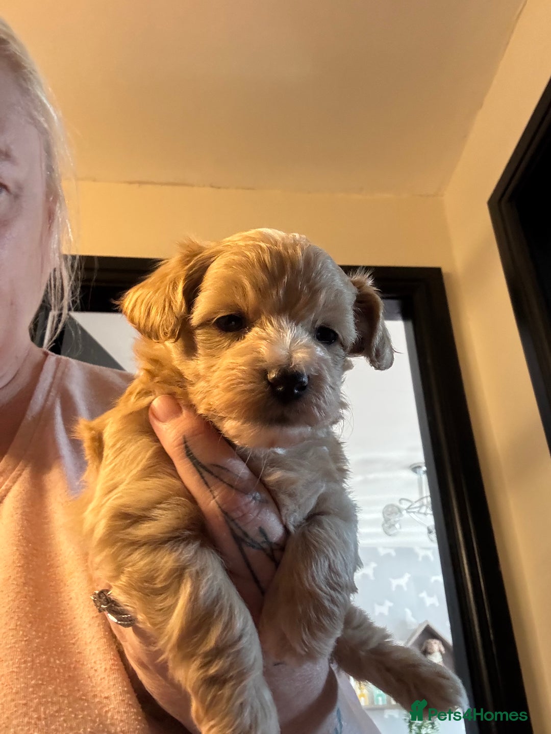 Maltipoo dogs for sale: TEDDY BEAR MALTIPOO PUPPIES  - Image 1