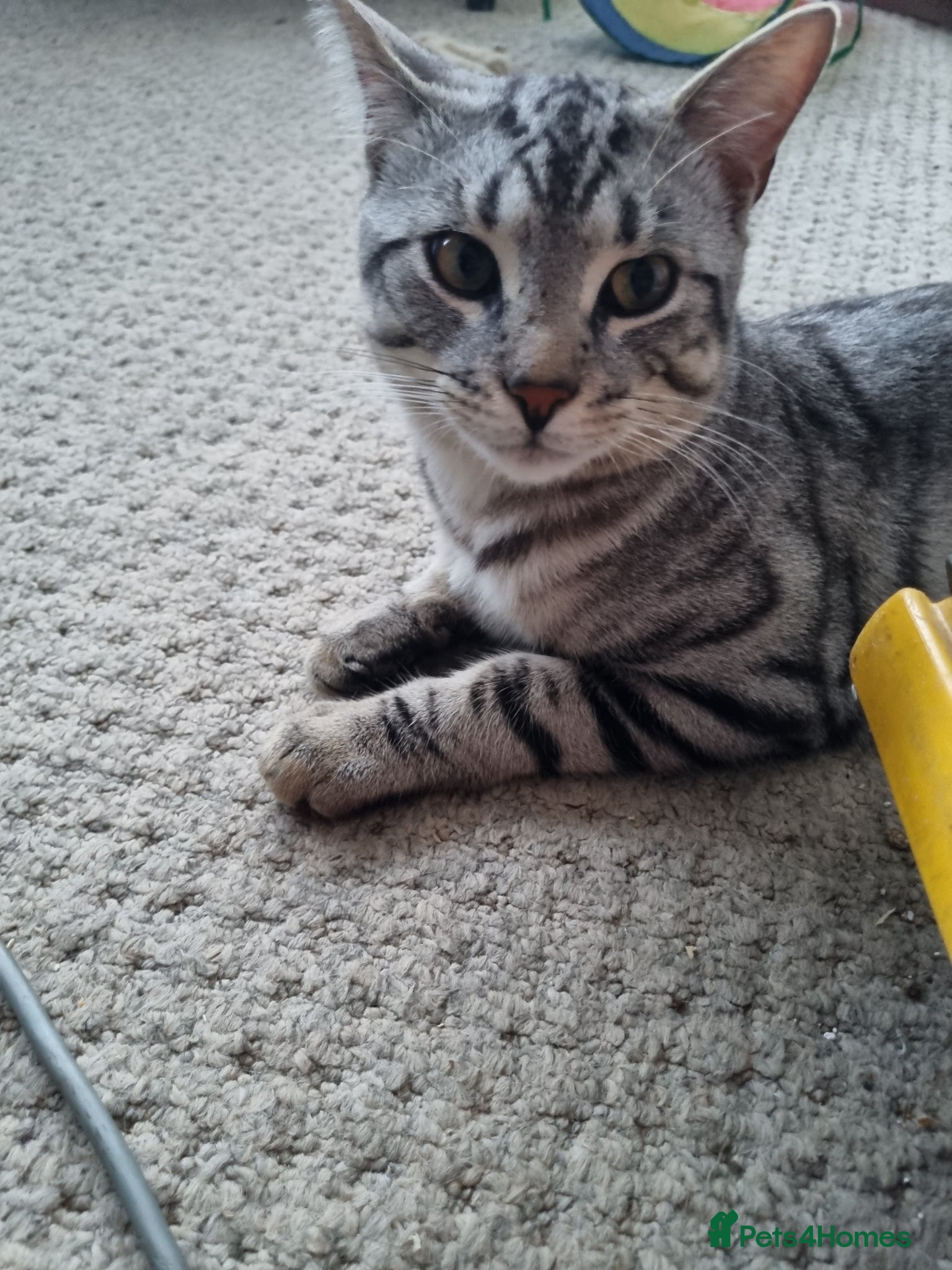 Mixed Breed cats 8 month Bengal cross tom. - Advert 13