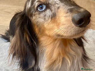 Miniature Dachshund dogs Stunning KC Reg Long haired Dapple Proven Stud in Hartlepool - Advert 11