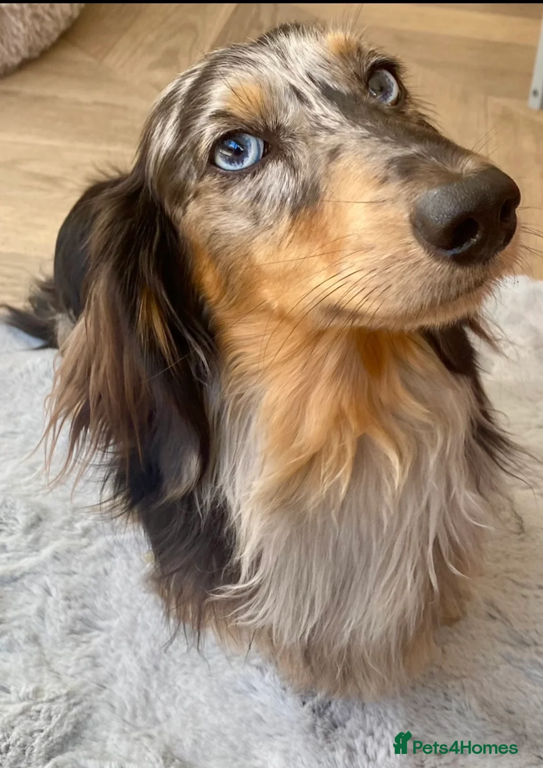 Miniature Dachshund dogs for stud: Stunning KC Reg Long haired Dapple Proven Stud in Hartlepool - Advert 1