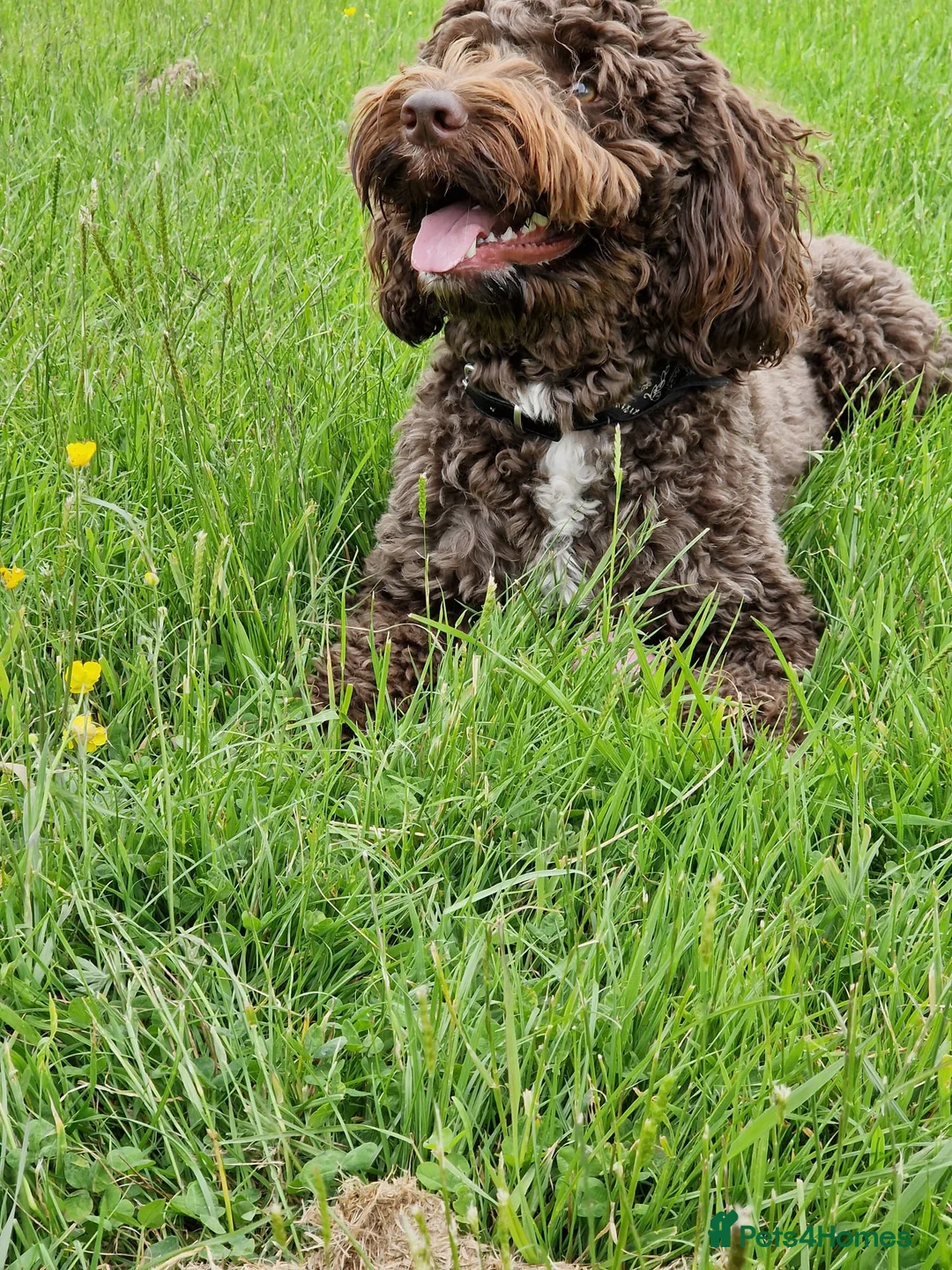Cockapoo dogs for stud: Harvey for stud - Advert 1