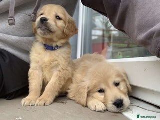 Golden Retriever dogs - Advert 1