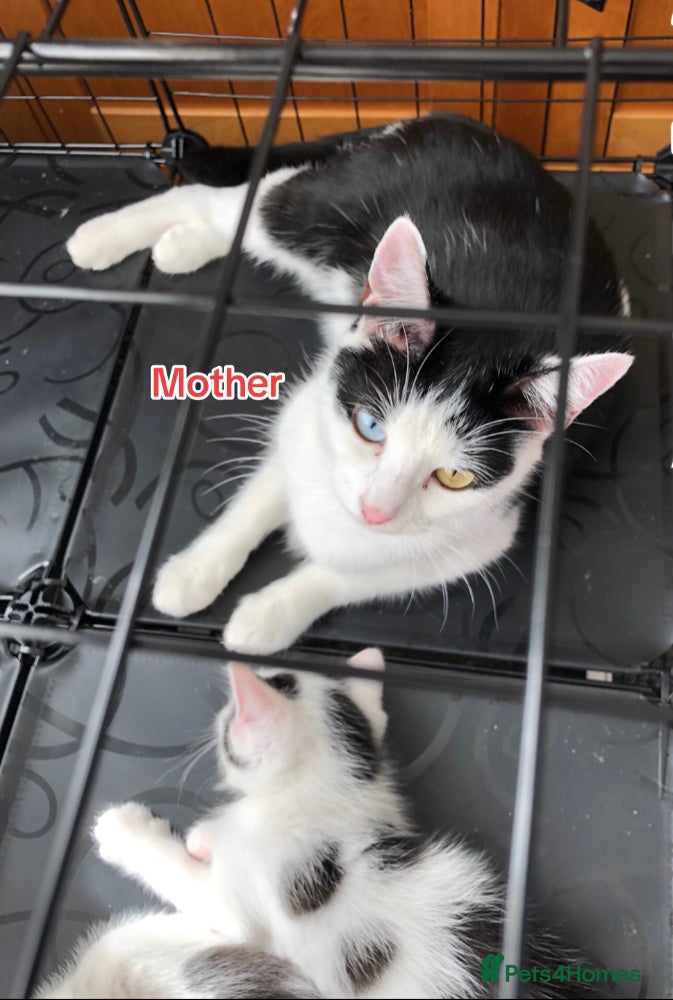 Mixed Breed cats  Six Kittens for rehoming - Advert 12