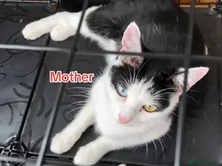 Mixed Breed cats Six Kittens for rehoming - Advert 12