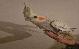 Cockatiels birds for sale: Young cockatiels for sale - Image 6