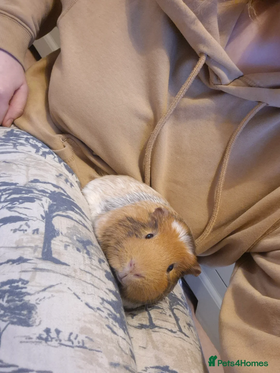 Guinea Pig rodents for sale: 5 beautiful male guniapigs  in Basingstoke - Advert 2