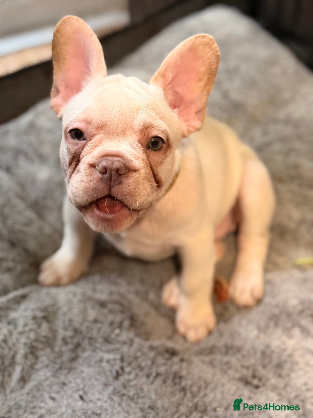 French Bulldog dogs for sale: Beautiful French Bulldog Puppies - Advert 15