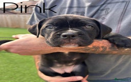 Cane Corso dogs for sale: Cane corso x pups - Image 8