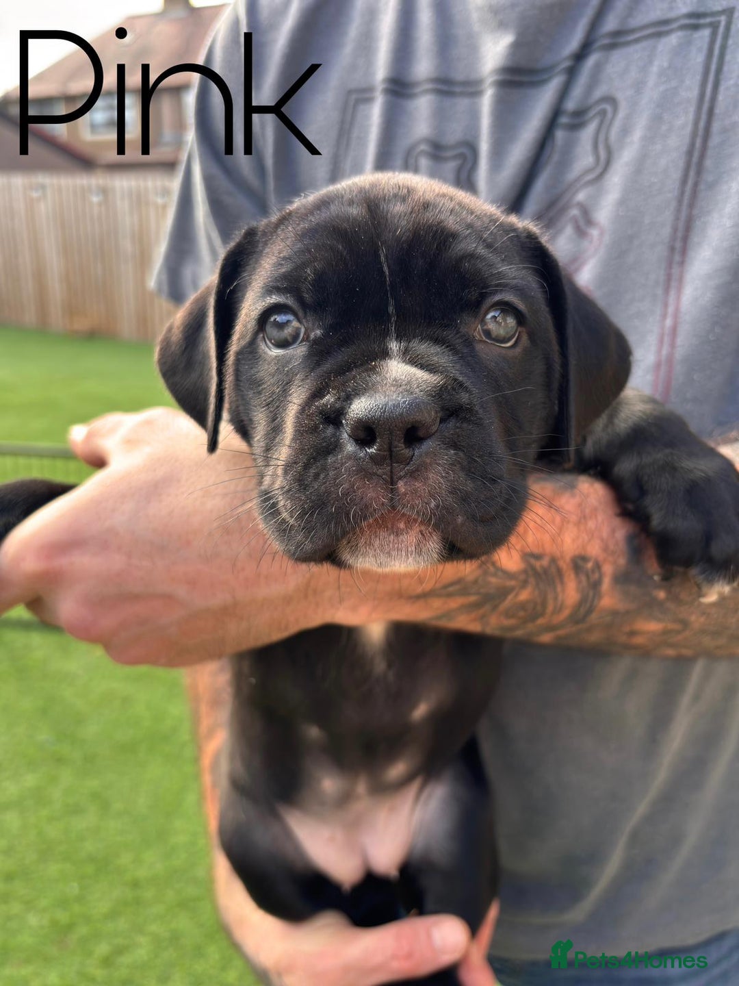 Cane Corso dogs for sale: Cane corso x pups - Image 8