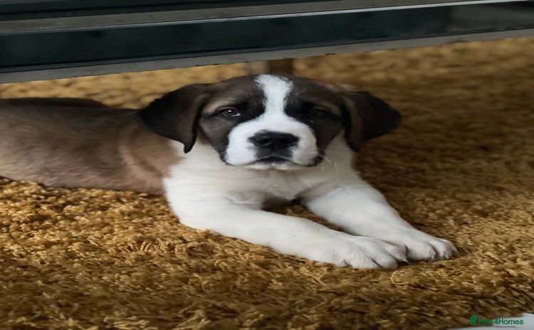 Saint Bernard dogs - Advert 1