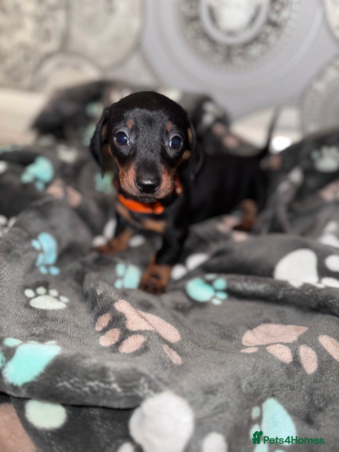 Dachshund dogs for sale: Dachshund Puppies  - Advert 7