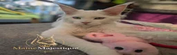 Maine Coon cats for sale: TICA registered Maine Coon White Kitten Blue Eyed - Advert 6