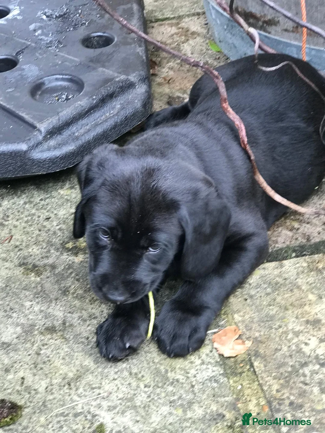 Cockerdor dogs for sale: Ding-Dong Bell,  Puppies in a Well ! in West Malling - Advert 4