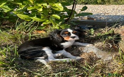 Cavalier King Charles Spaniel dogs for sale: King Charles cavalier last boys - Image 1