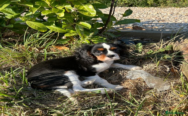 Cavalier King Charles Spaniel dogs - Advert 2