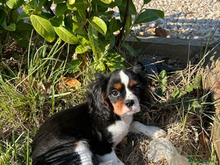 Cavalier King Charles Spaniel dogs - Advert 8
