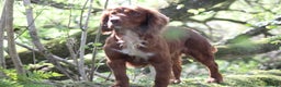 Cocker Spaniel dogs for stud: Fully Health Tested Dark Red W/Cocker Spaniel Stud in Totnes - Advert 4