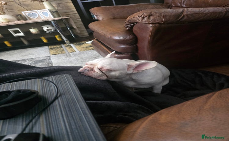 French Bulldog dogs - Advert 1