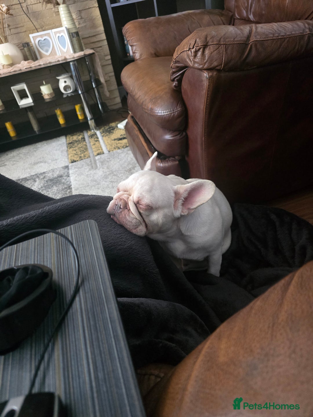 French Bulldog dogs for sale: French bulldog - Image 1